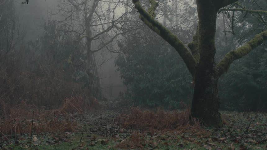 A woodland area during the fall season on a gloomy overcast and foggy day