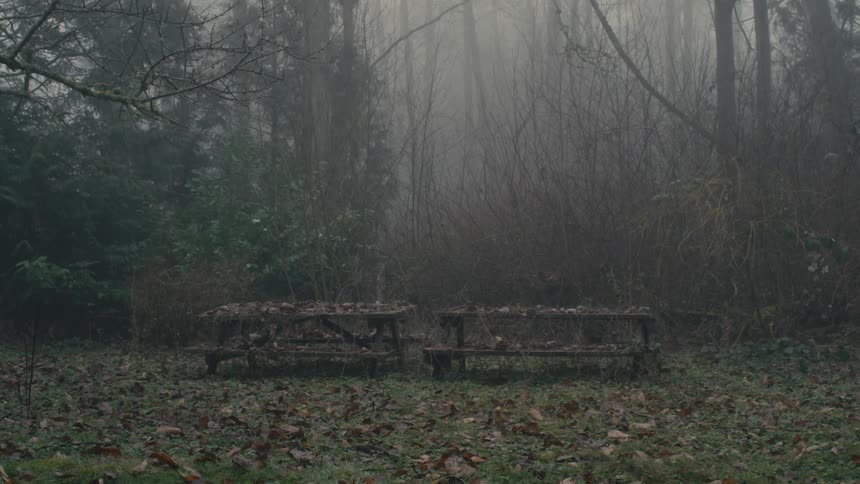 A view of a forest during the winter