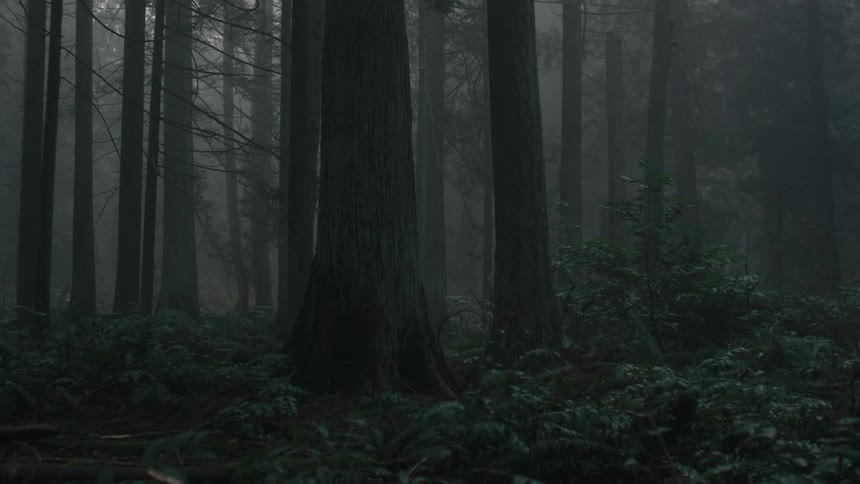 Rain hits the leaves on brush under trees in the forest on a gray day
