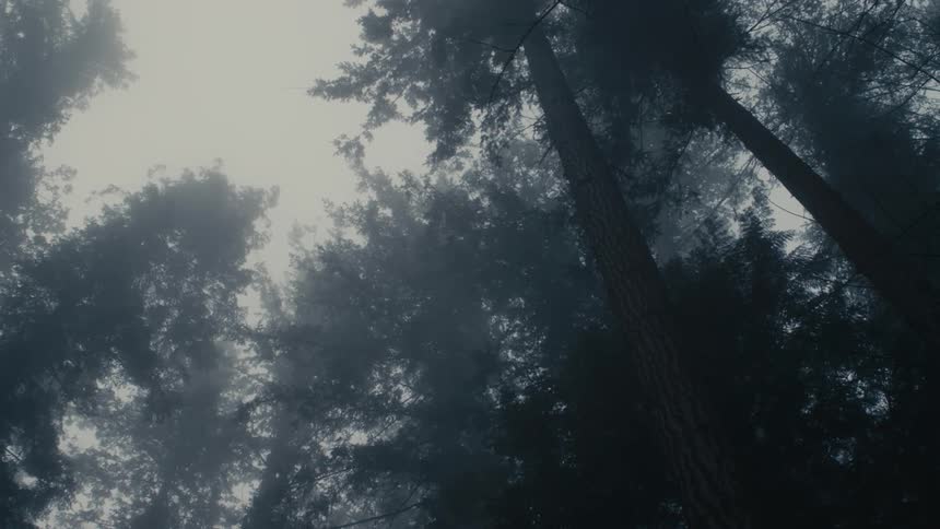 The top of trees in a forest