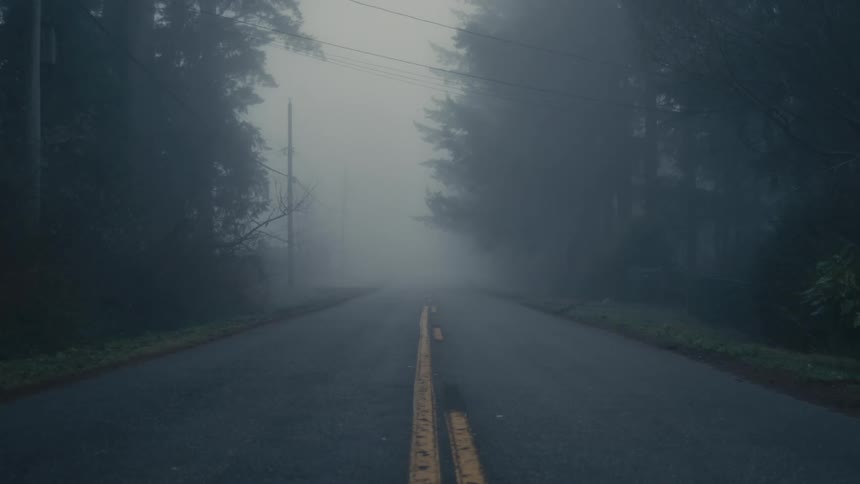 Highway leads between conifer trees on dense foggy day