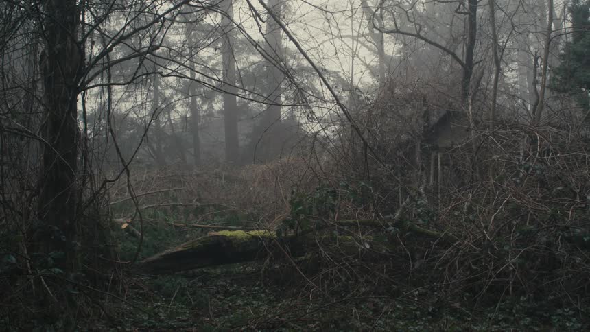 Broken and fallen tree branches cover the ground in a forest