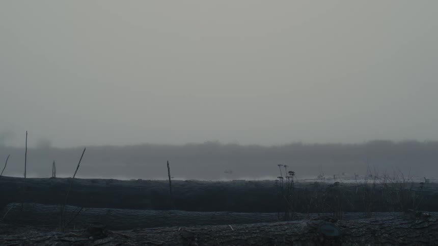 Tree trunks lying on the foggy shore