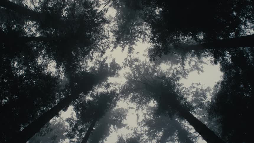 The fog is covering the top of the trees