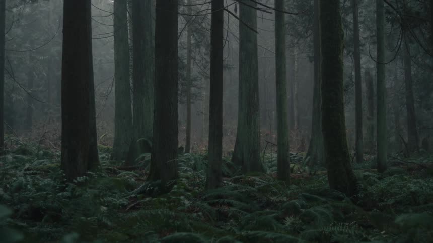 Trees in a still dark forest
