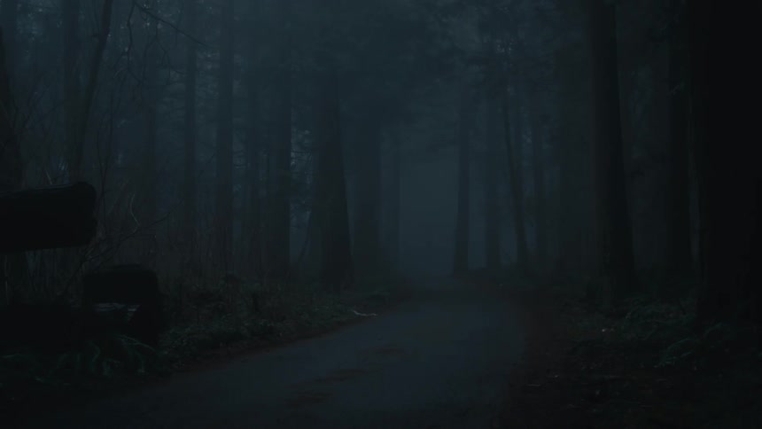 An empty path between the trees in a dark gray forest