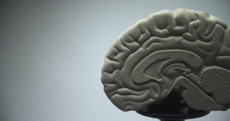 A model of a human brain dissection is moved out of frame