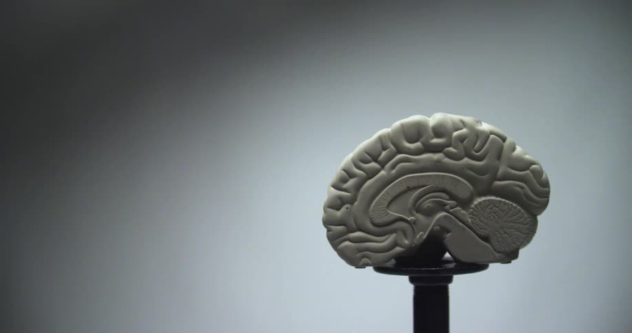 A three dimensional replica of a brain sits on a pedestal