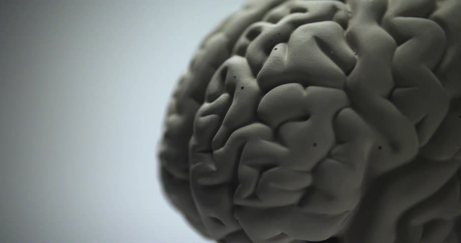 A sculpture features a lifelike three dimensional depiction of a human brain