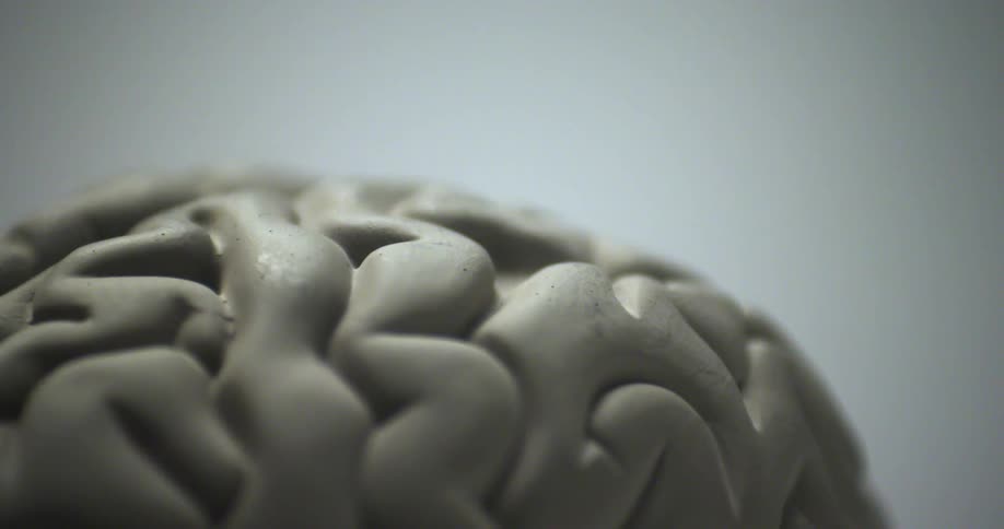 The model of a brain is blurred