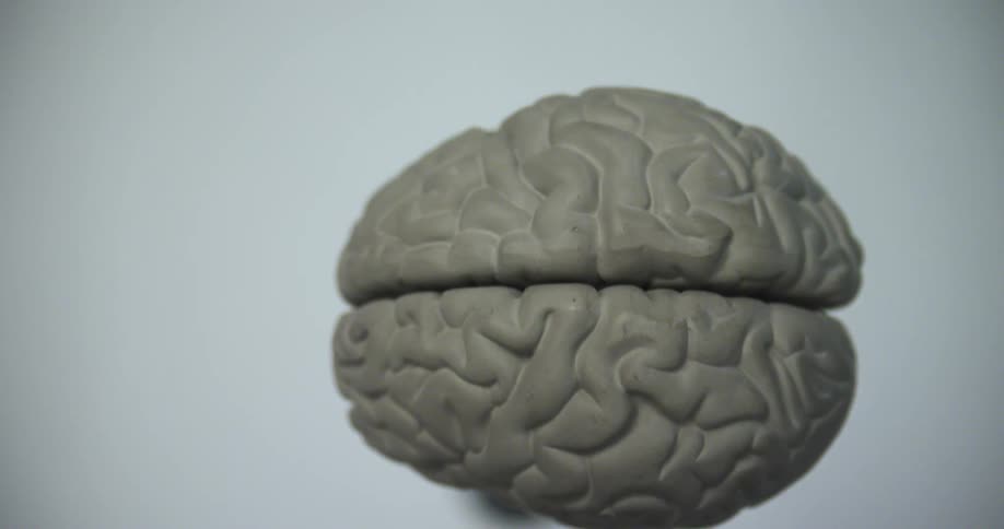 Overhead view of a model of a human brain on a post type stand