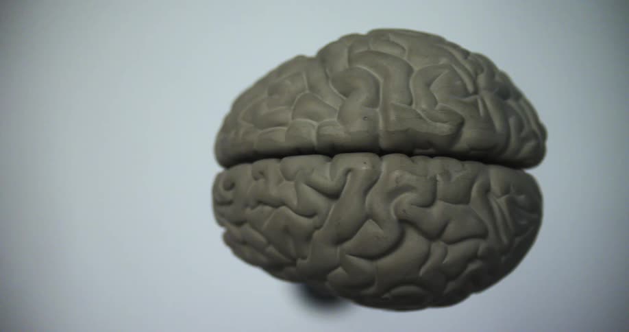 A three dimensional render of a human brain sits on a pedestal