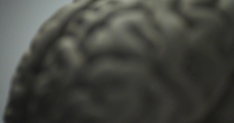 A close up of a model of a brain