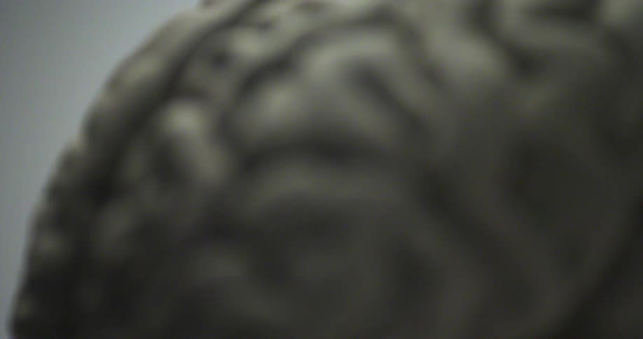 A sculpture is designed as a lifelike replica of a human brain