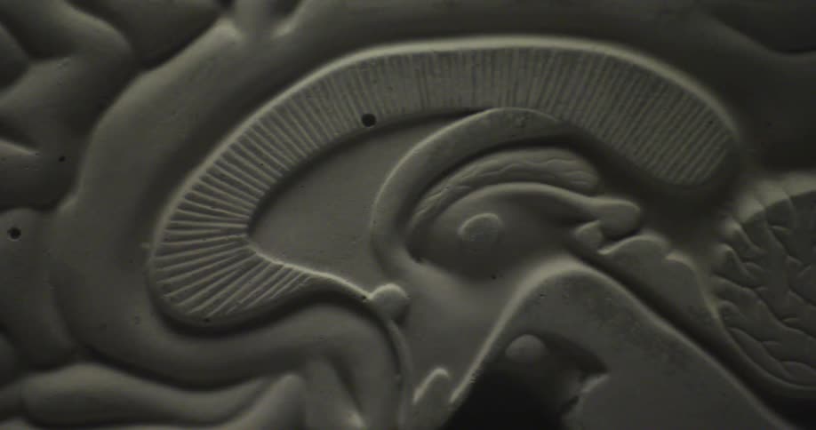 Human brain model with human nervous system and cerebellum