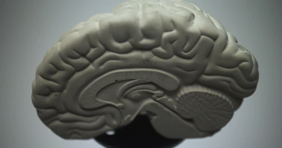 A model of a brain on a stand