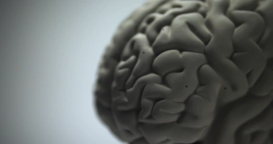 A model of a human brain