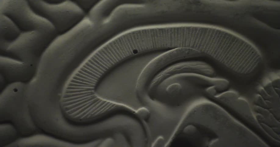 Close up view of a model of a human brain