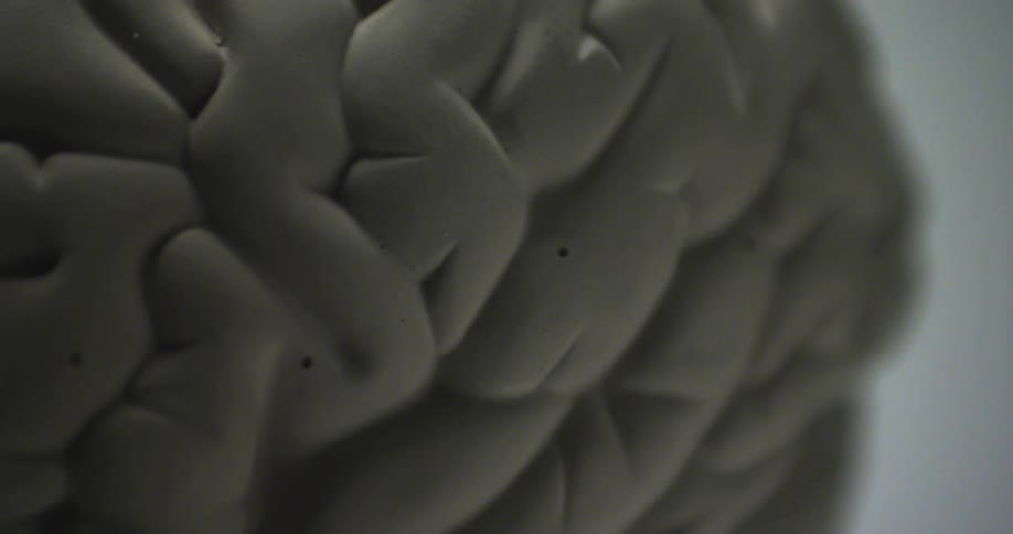 A model of a brain is on display