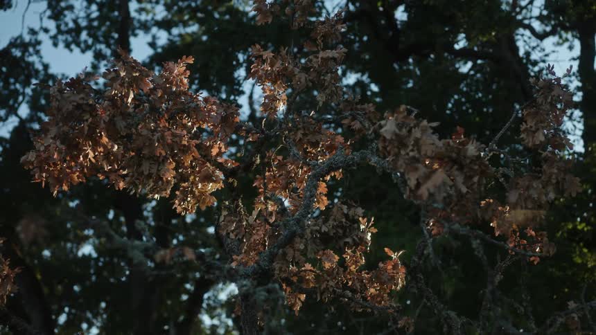 Wind rustles fall foliage under a blue sky