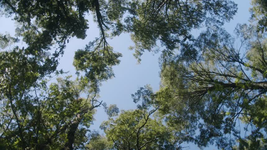 Twisting footage of the blue sky over the tree tops in the forest