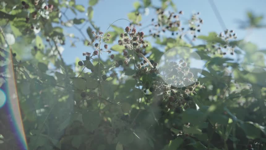 Light flares over wild blueberries growing on the bushes in front of a blue sky at morning