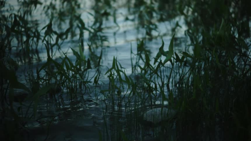 Ripples in a river with plants