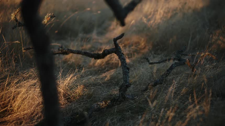 Broken tree branch covered in dry moss on the ground surrounded by dry yellow grass at sunset