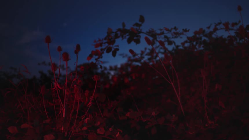 Flowers in bloom outside in the evening