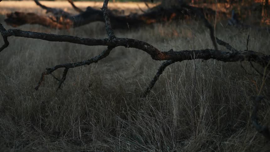 Branches of fallen tree sit among grass in field