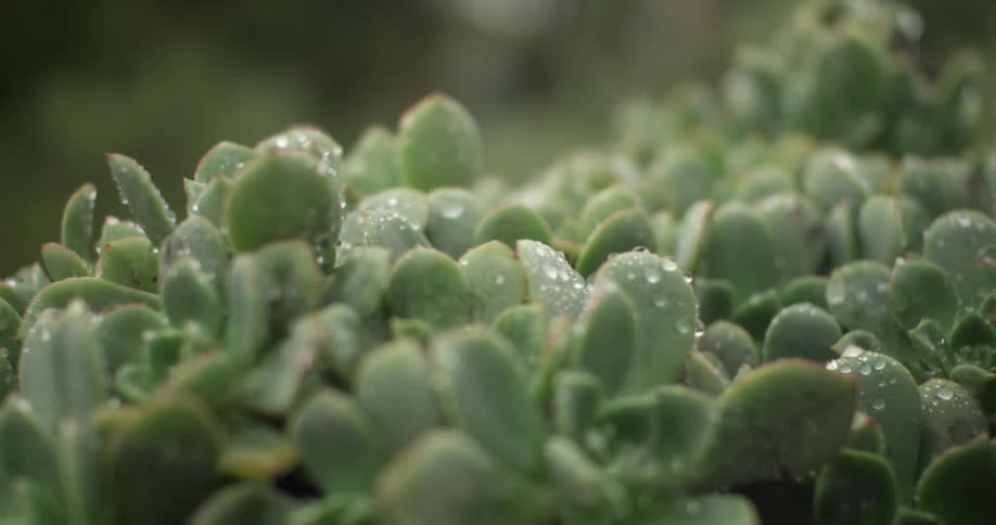 Dew drops on green succulents