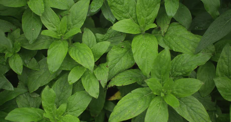 Closeup of herbs sprouting in a garden