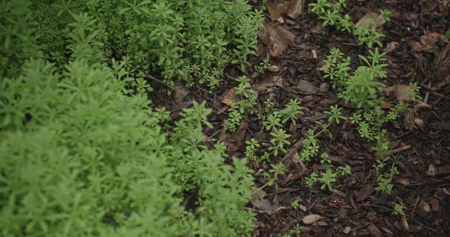 View of some green grass in brown soil