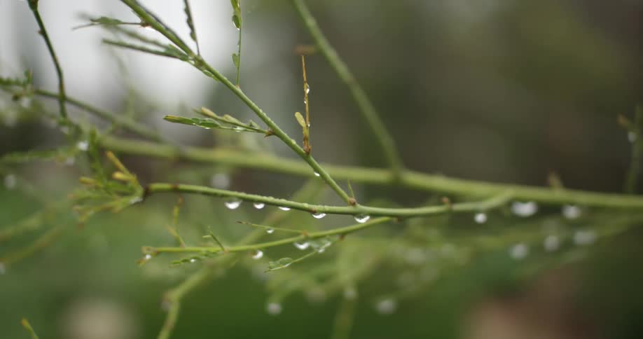 A tree branch is covered with water