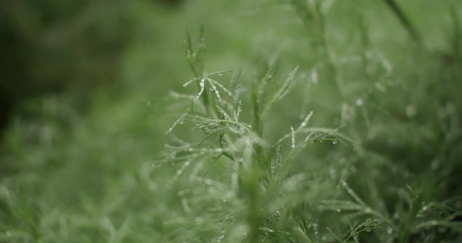 Fresh dew drops on tiny plants