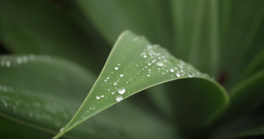 Droplets of water linger on a plant leaf