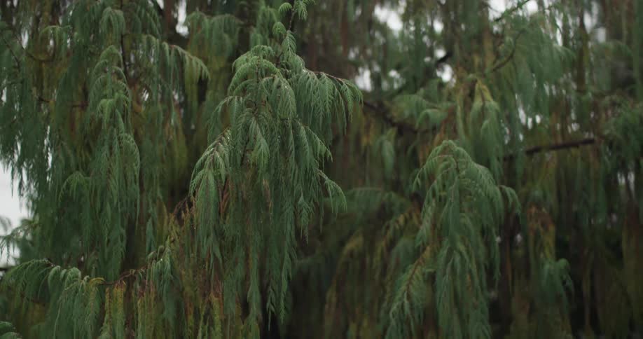 Closeup of lush dense tree