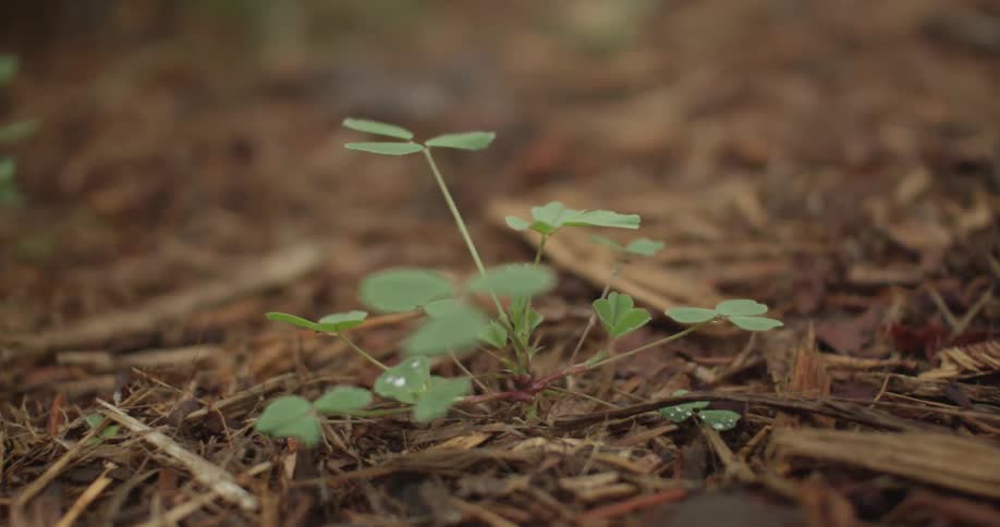 Closeup of small green plant sprouting out of the earth