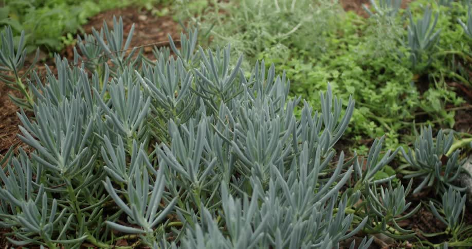 A garden of blue chalkstick succulents