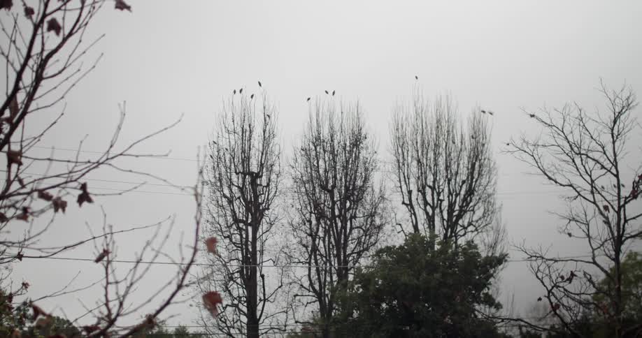 Birds land in three trees on a cloudy day