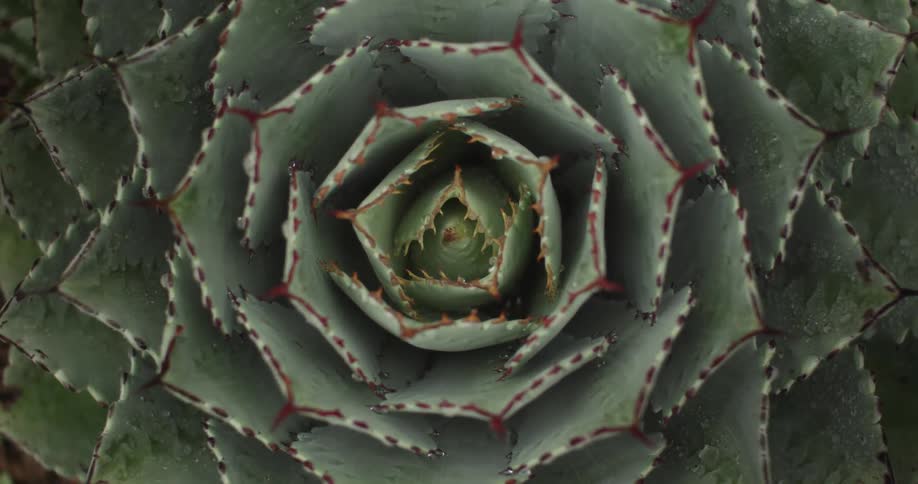 Macro of succulent