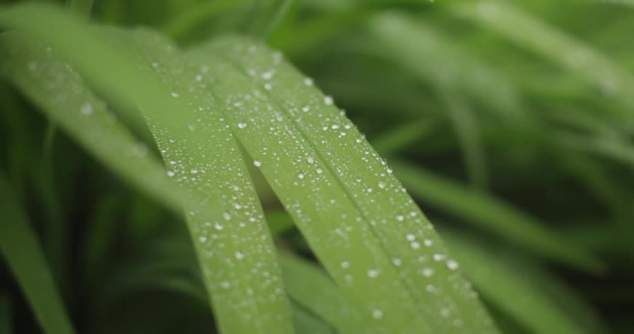 Water droplets cling to leaves as they gently blow in the breeze