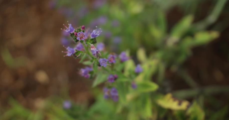 A purple flower on a plant