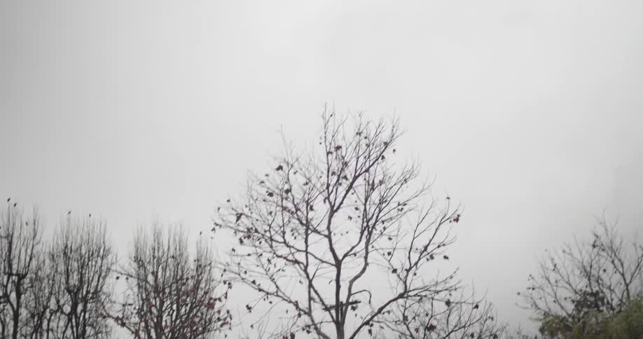 Birds perched in dormant tree