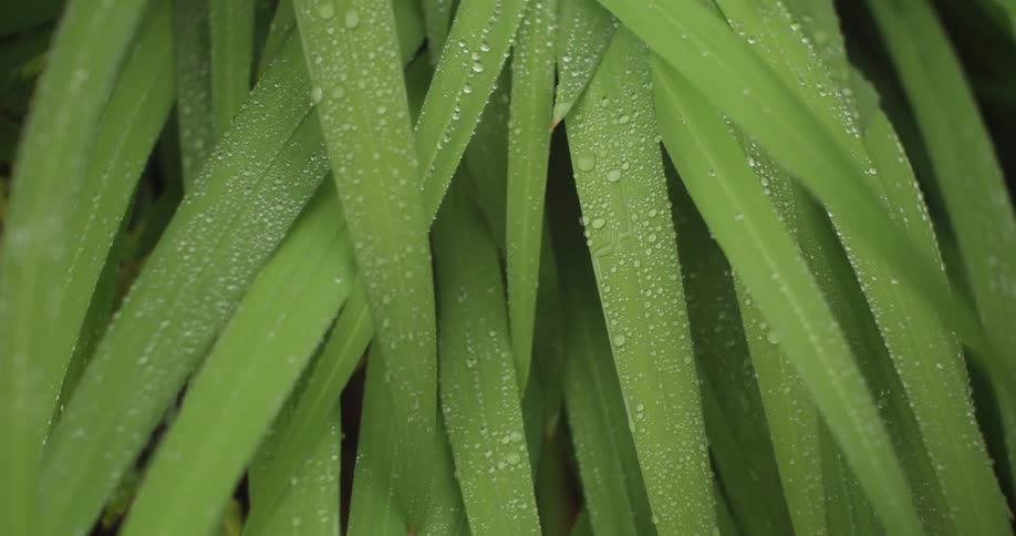 Closeup of dew drops on blades of grass