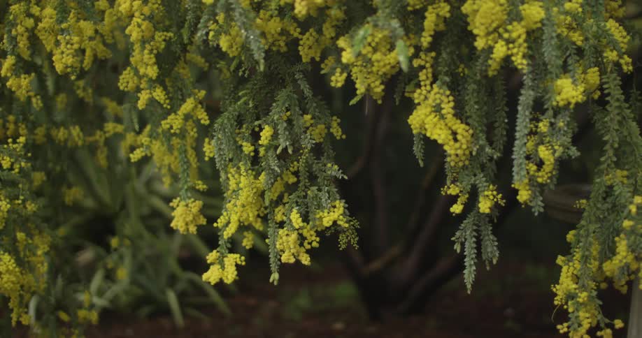 Lush yellow flowers hanging from branches
