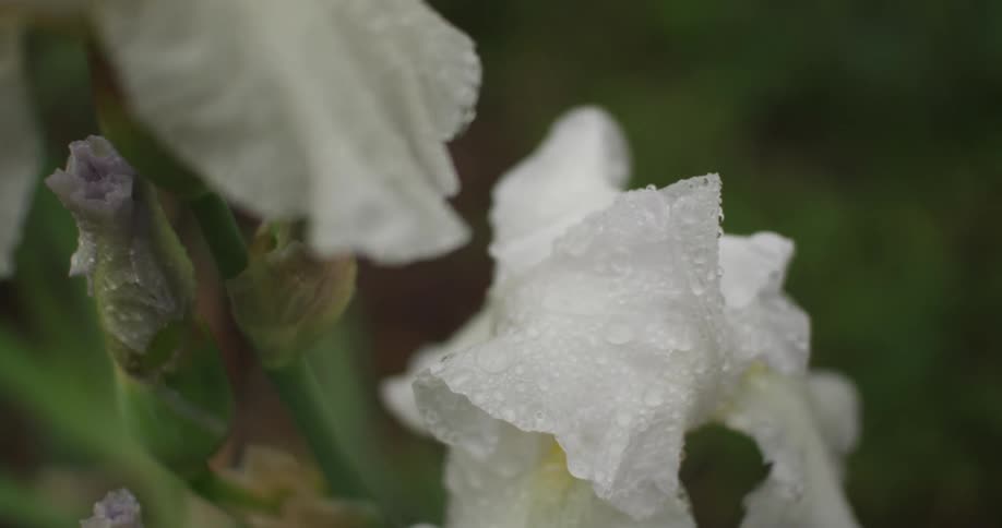 Close-up of white flowers