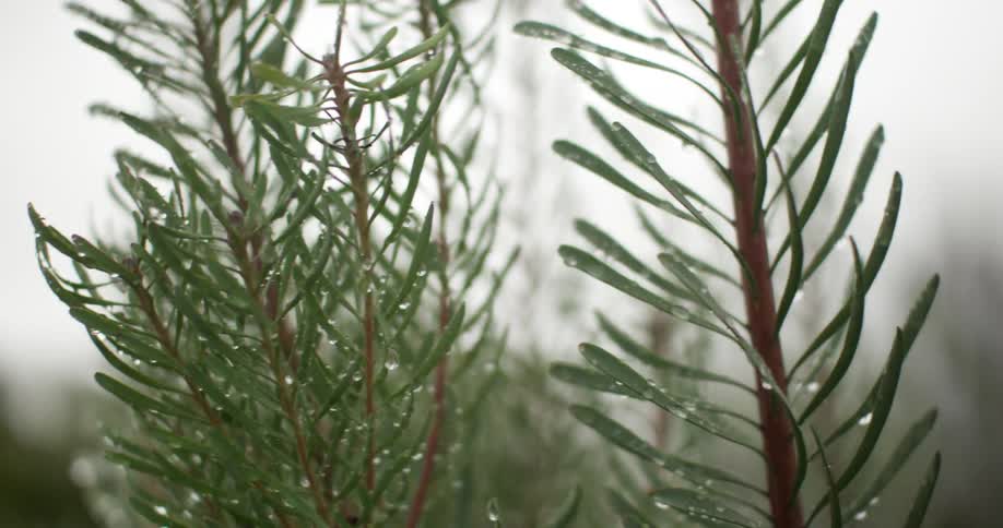 Moisture on thin leaves of tall plants