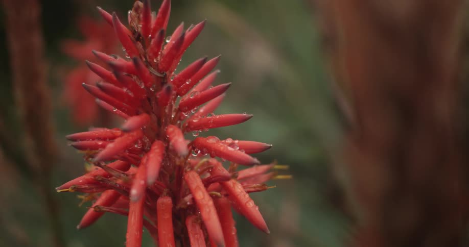 A red plant covered in dew drops