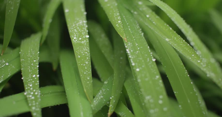 Fresh drops of rain on lush green foliage